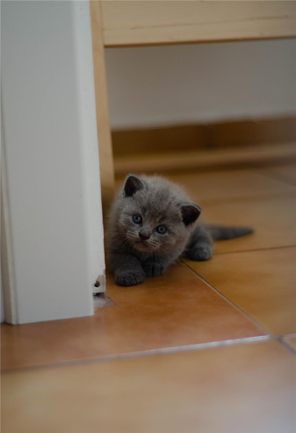 Pui pisica British Shorthair Blue, 2 luni