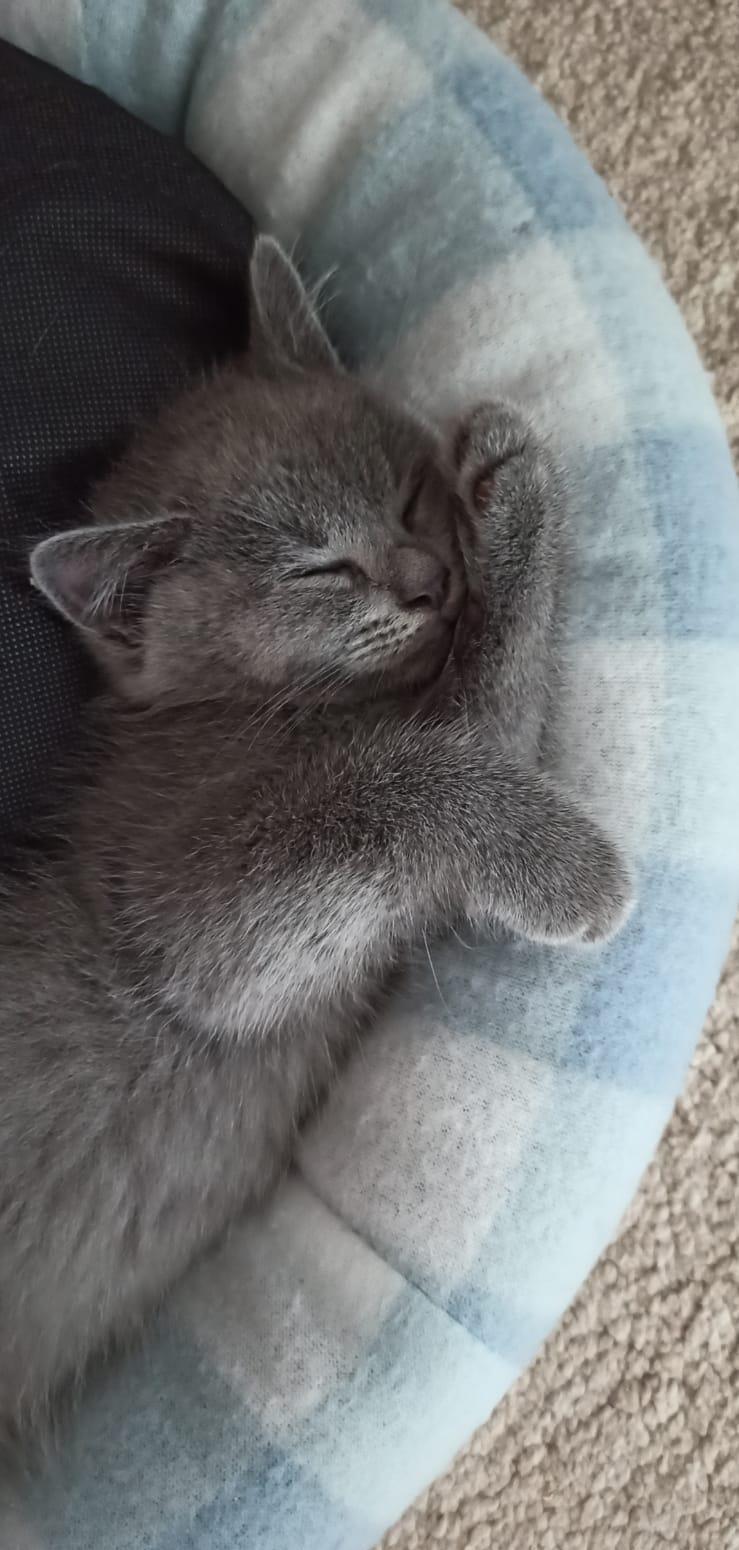 Pui pisica British Shorthair Blue, 2 luni
