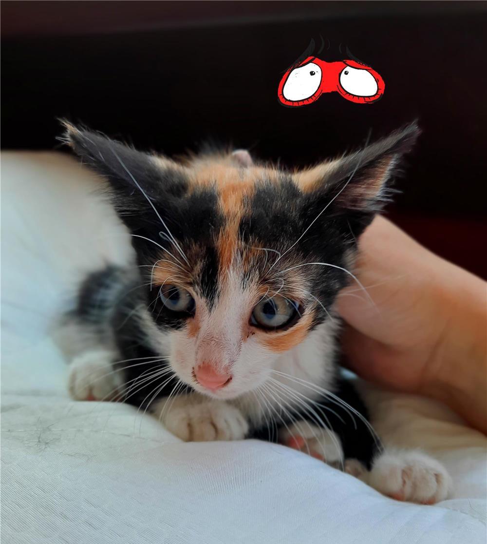 Pui pisica calico