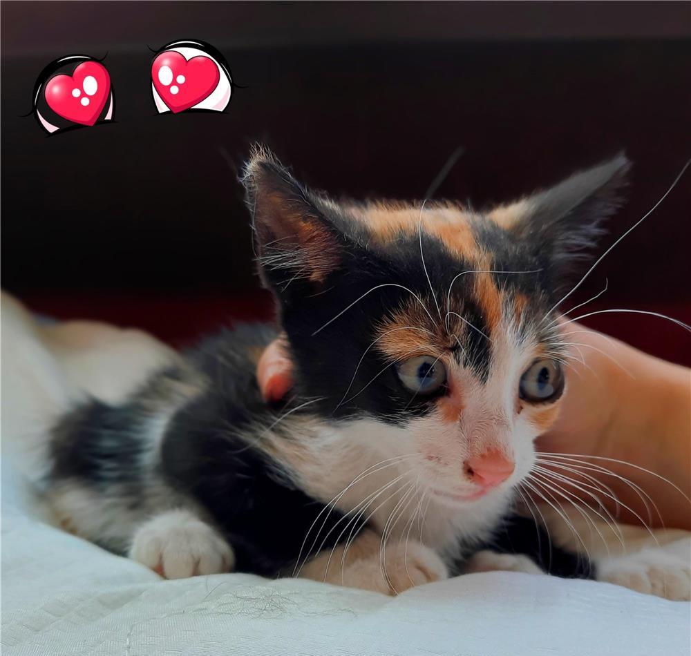 Pui pisica calico