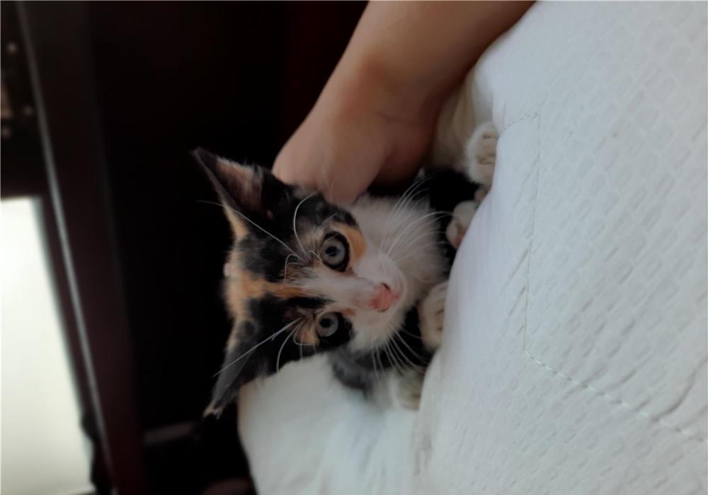Pui pisica calico