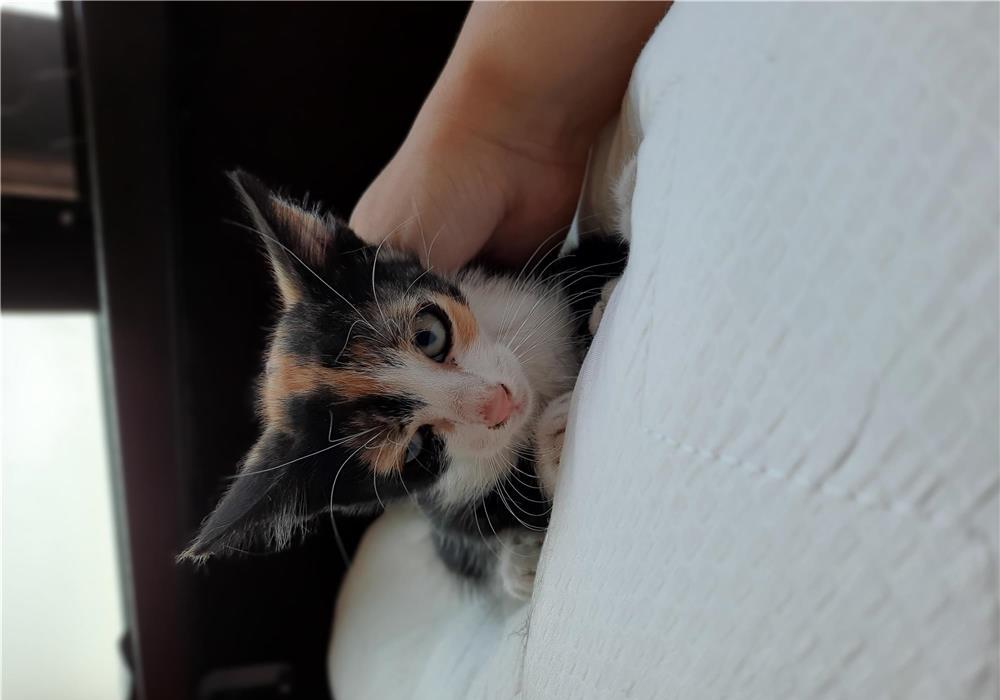 Pui pisica calico