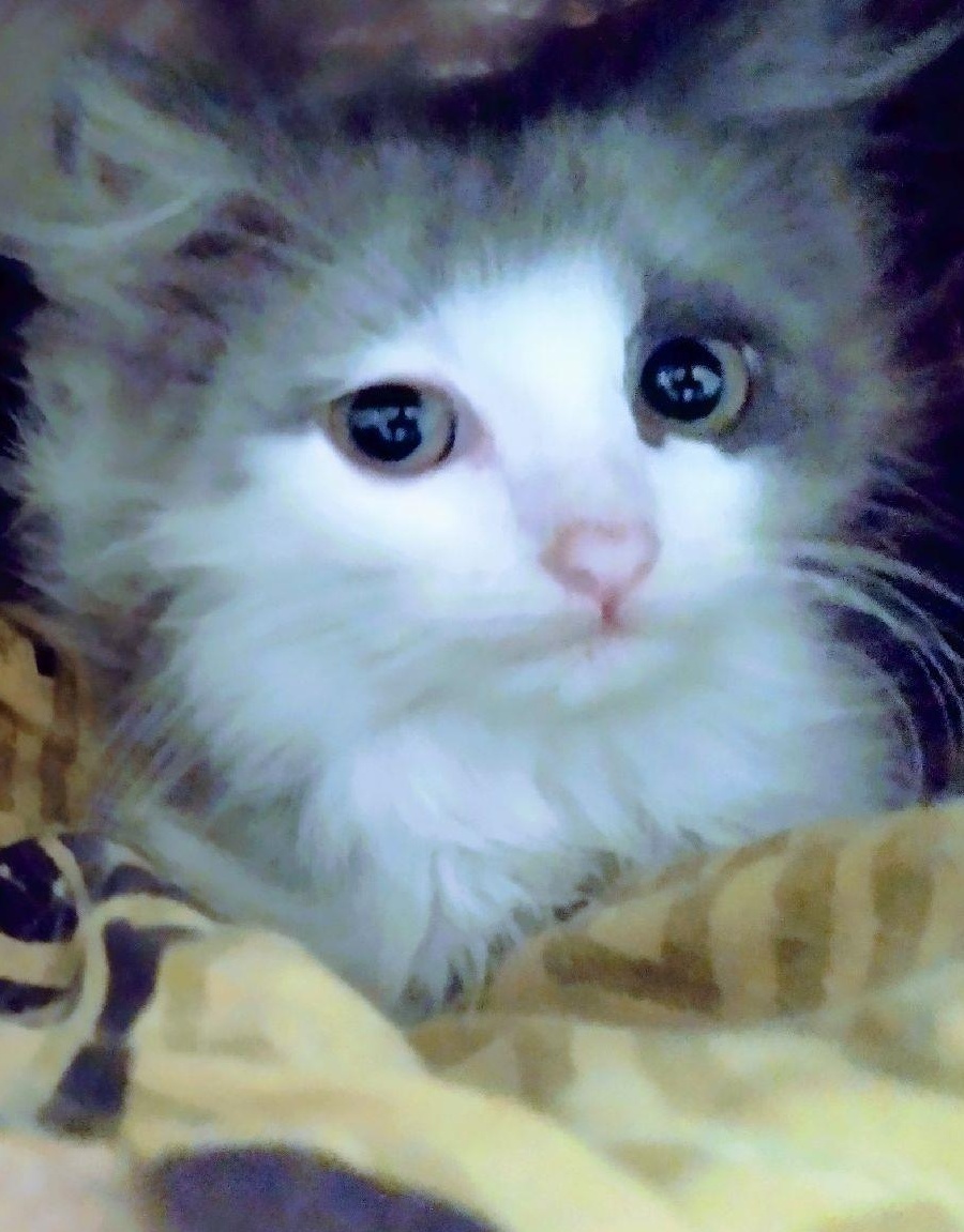 Pui pisica Persana Dollface