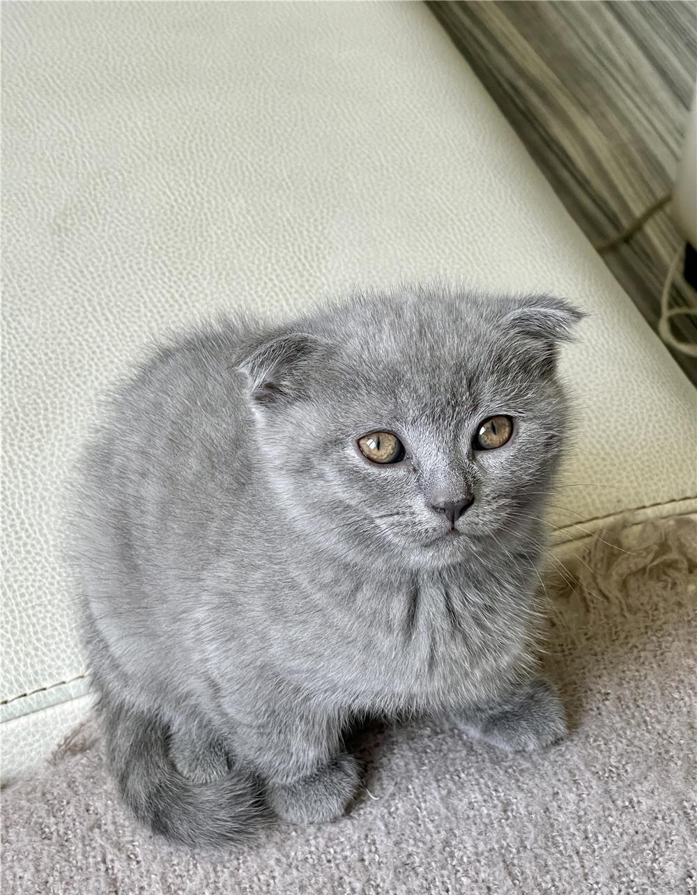 Pui pisica scottish fold