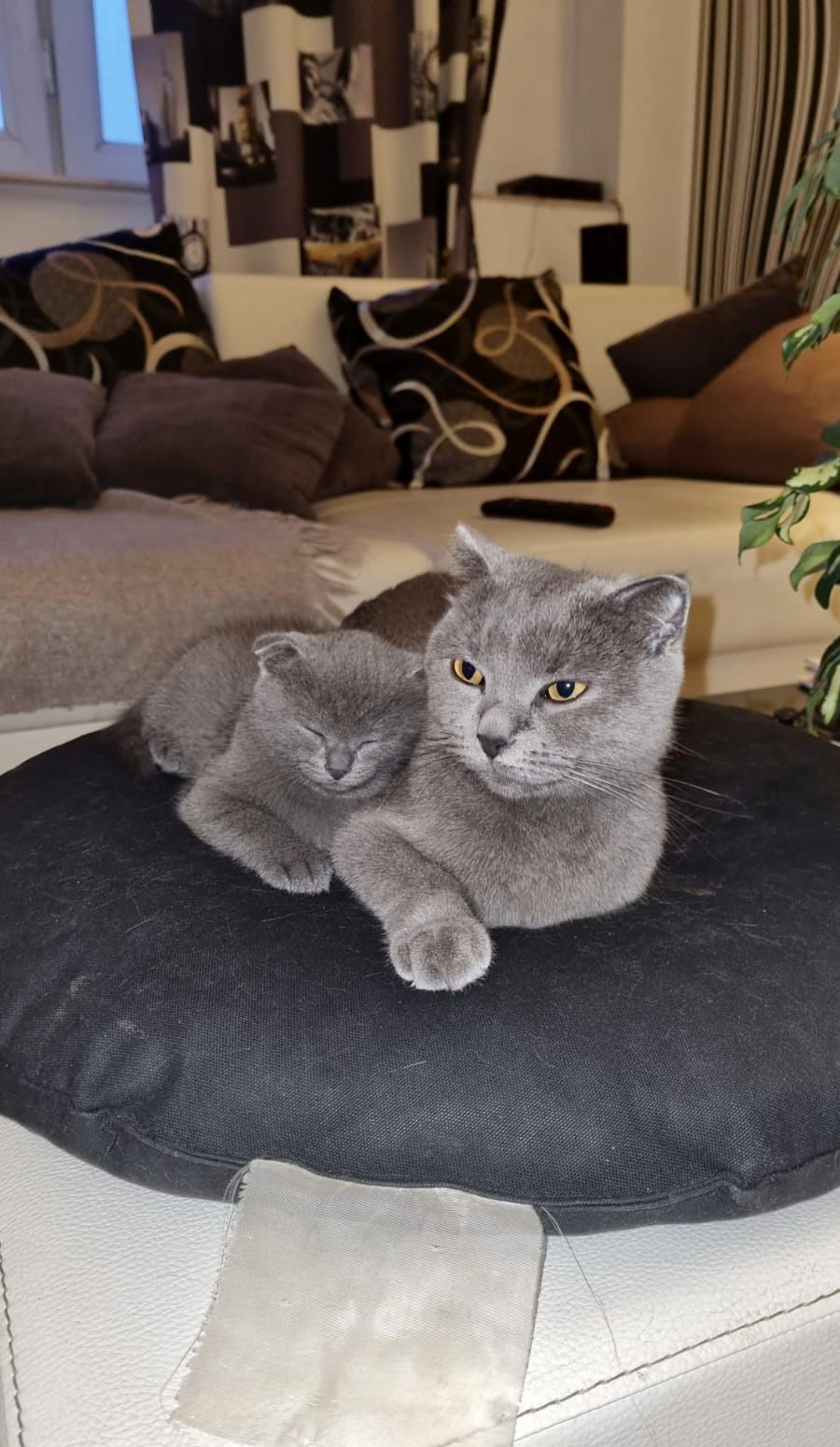 Pui pisica scottish fold