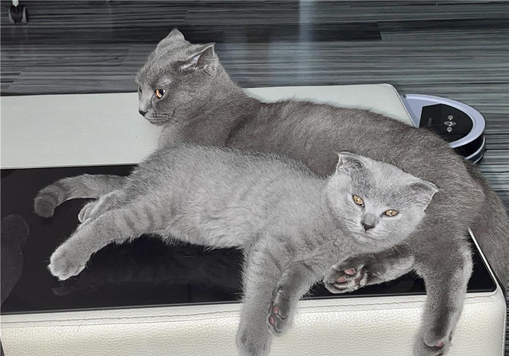 Pui pisica scottish fold