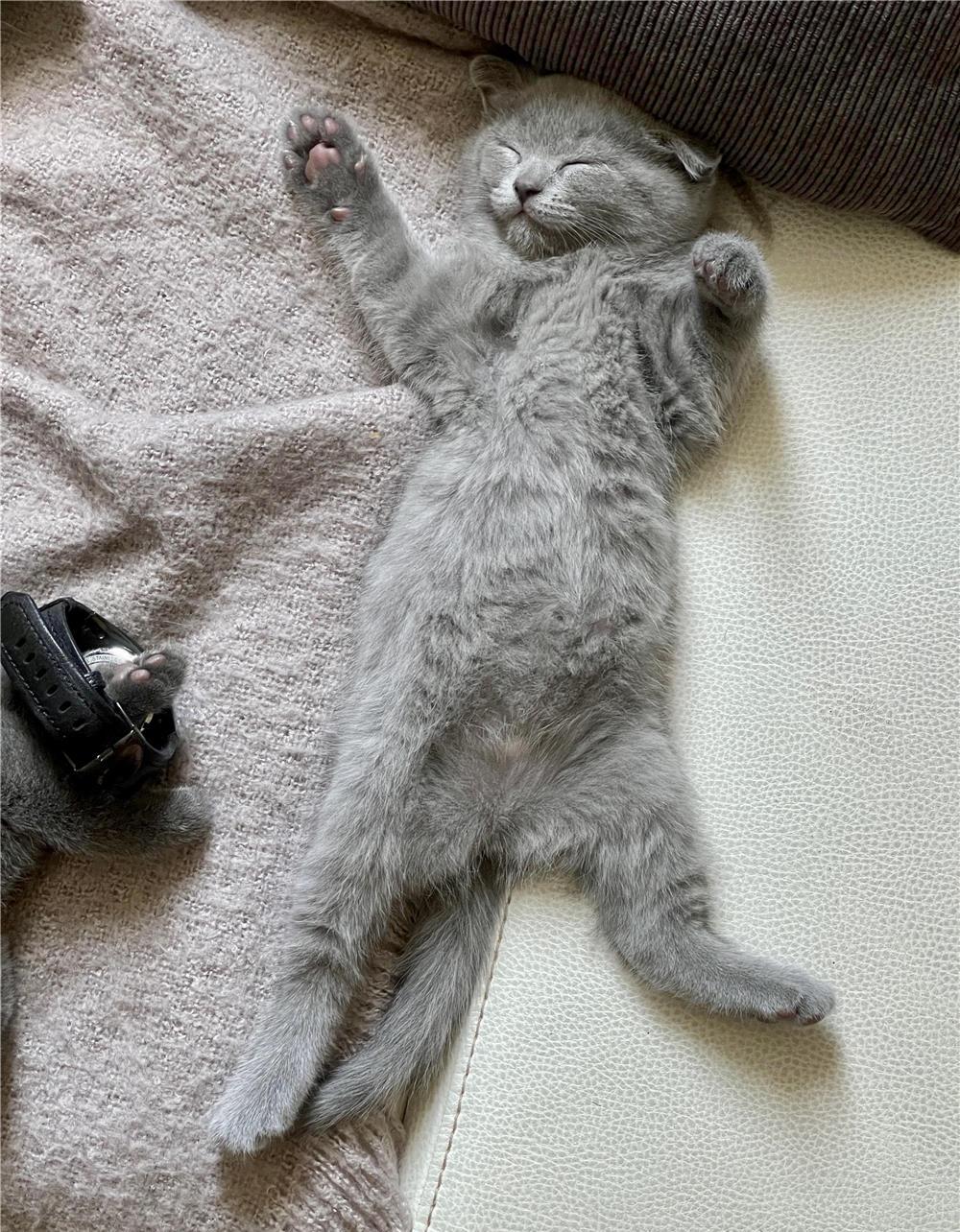 Pui pisica scottish fold