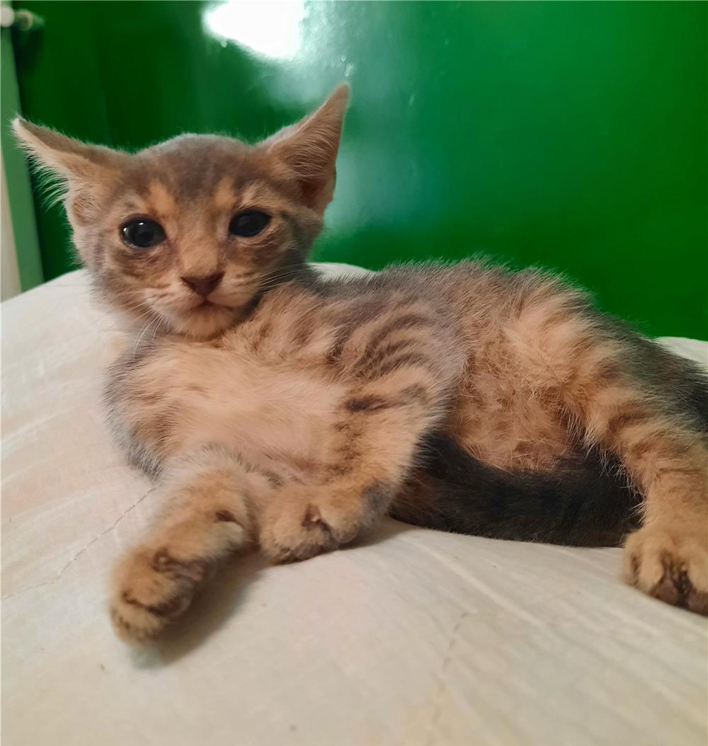 Pui pisica tigrat adoptie