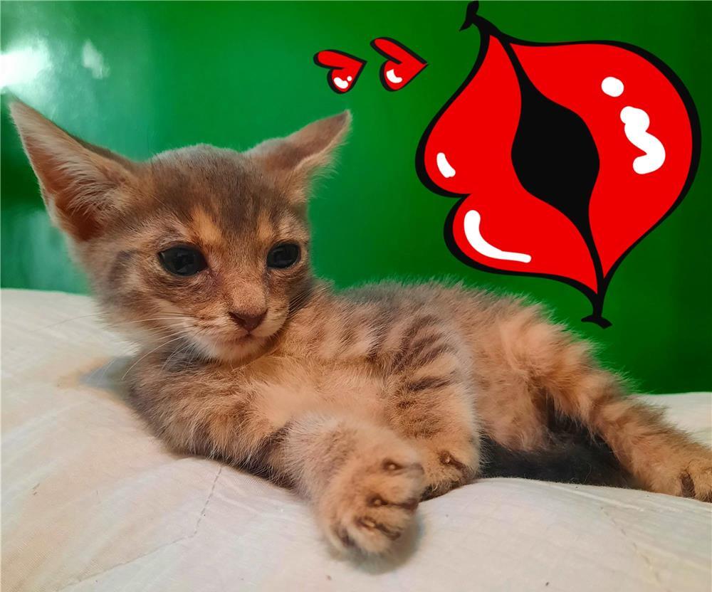 Pui pisica tigrat adoptie
