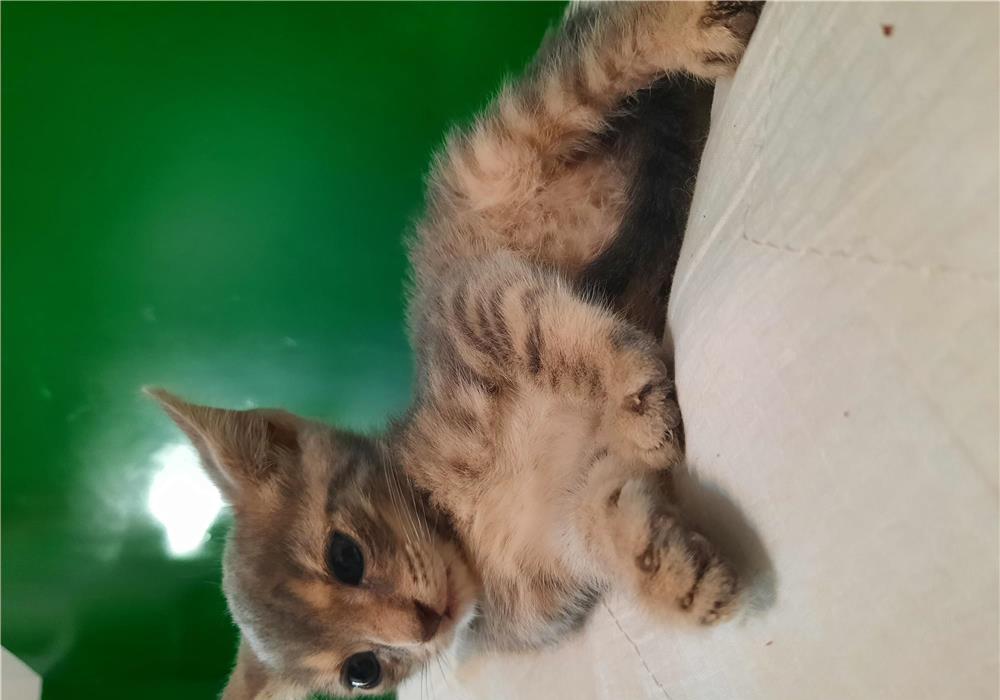 Pui pisica tigrat adoptie