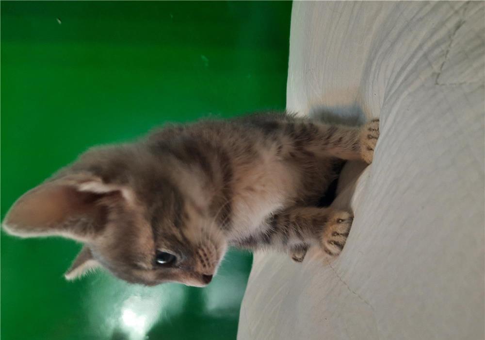 Pui pisica tigrat adoptie