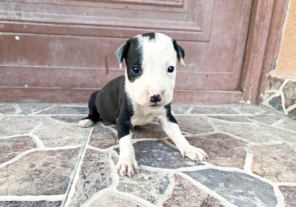 pui pitbul