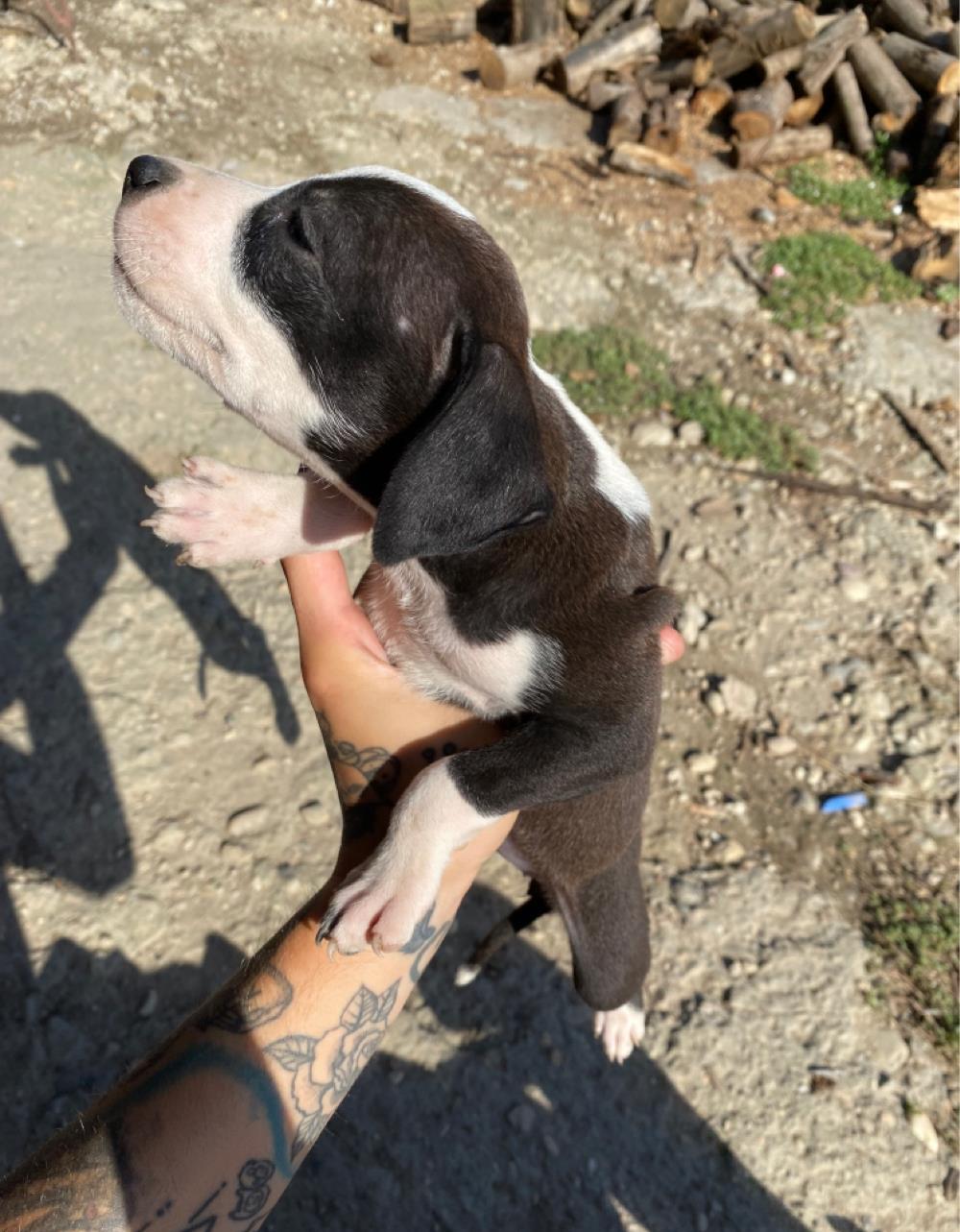 pui pitbul