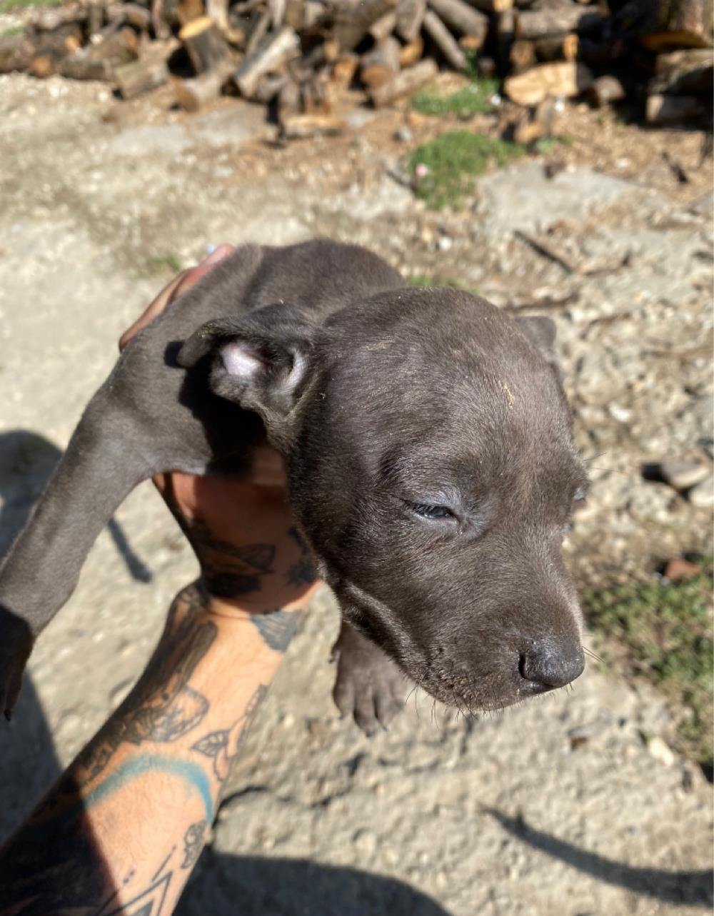 pui pitbul