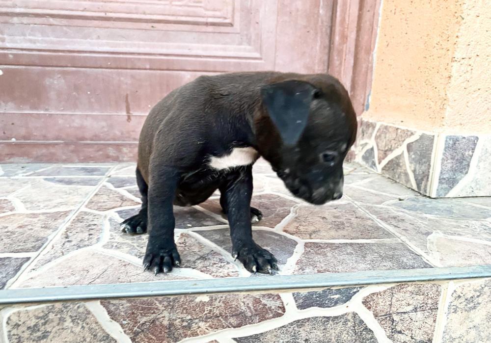 pui pitbul