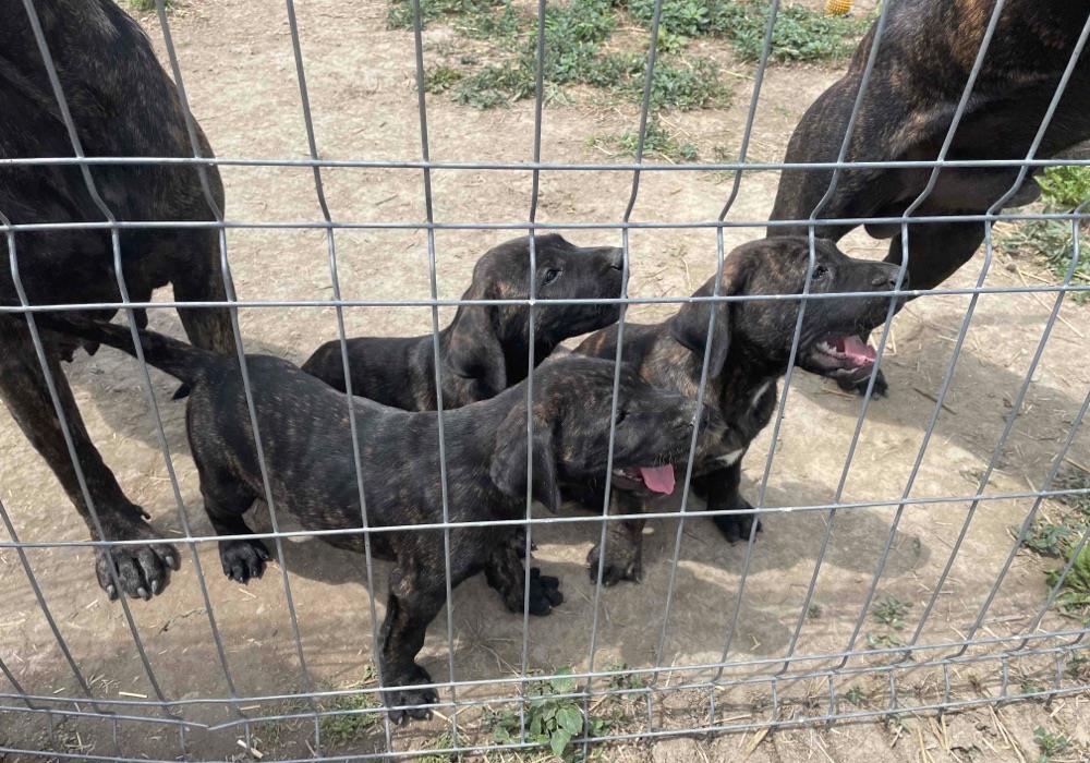 pui presa canario
