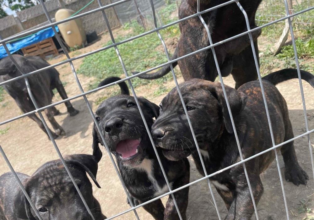 pui presa canario