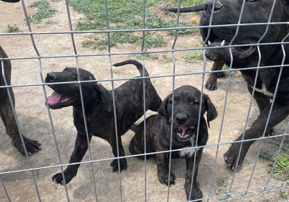 pui presa canario