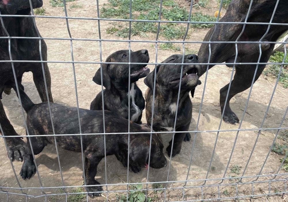 pui presa canario