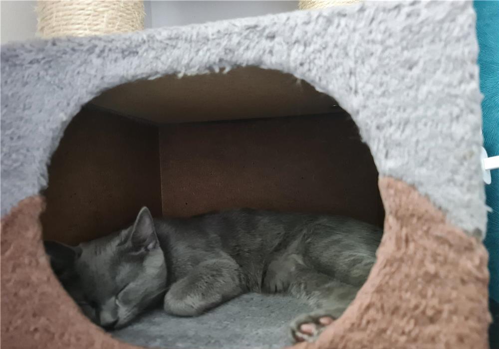 #pui Prințesa Fetiță pui british #pantera #kitten