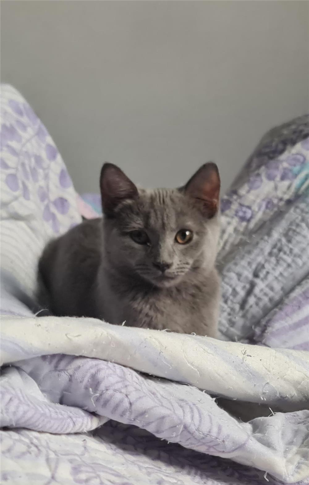 #pui Prințesa Fetiță pui british #pantera #kitten