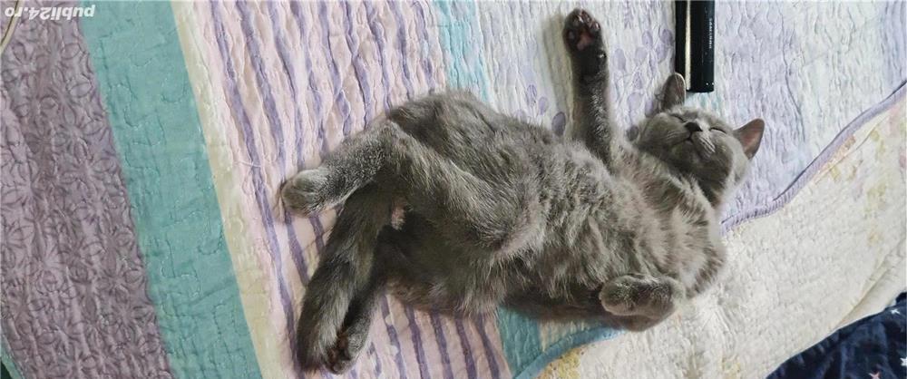 #pui Prințesa Fetiță pui british #pantera #kitten