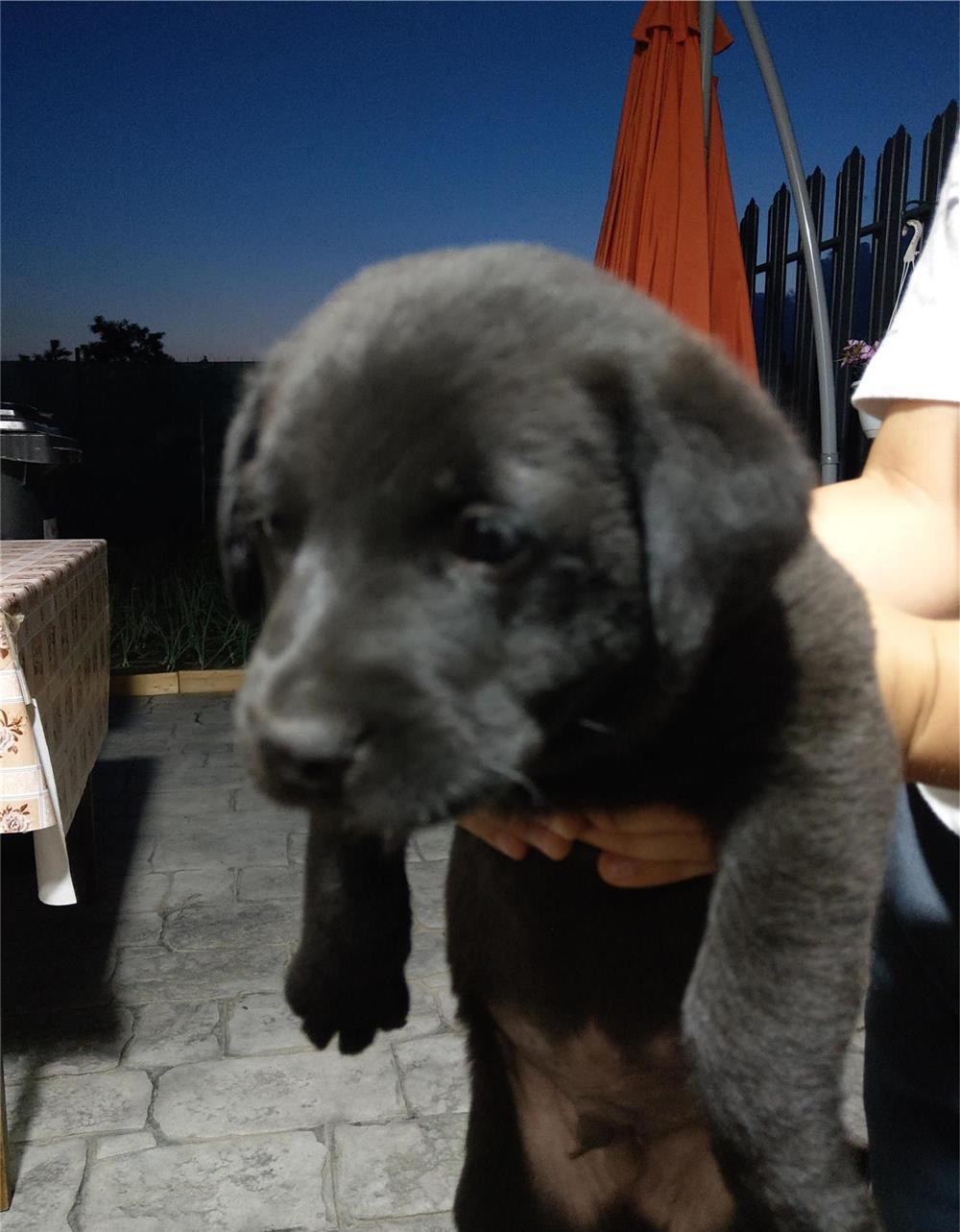 Pui rasa Labrador