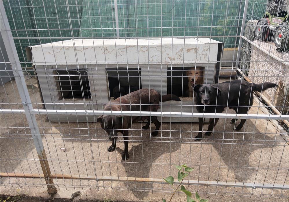 Pui rasa Labrador