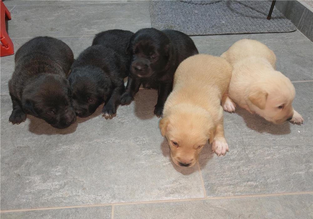 Pui rasa Labrador
