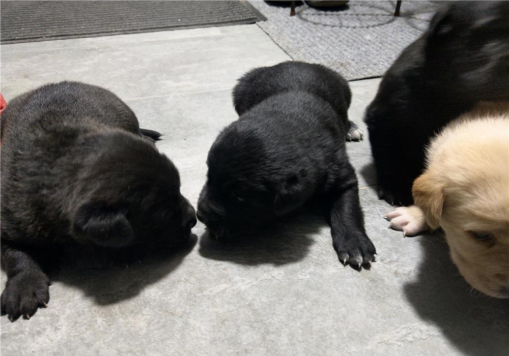 Pui rasa Labrador