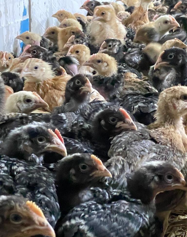Pui rasă mixta si pui de carne