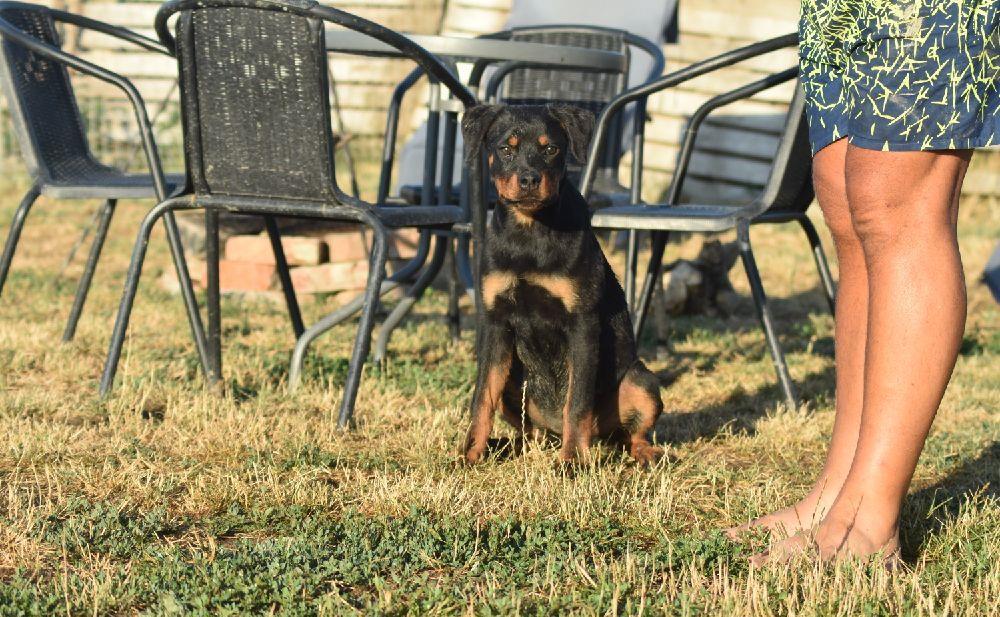 pui rottweiler femela