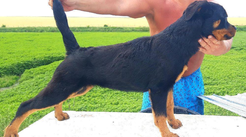 pui rottweiler femela