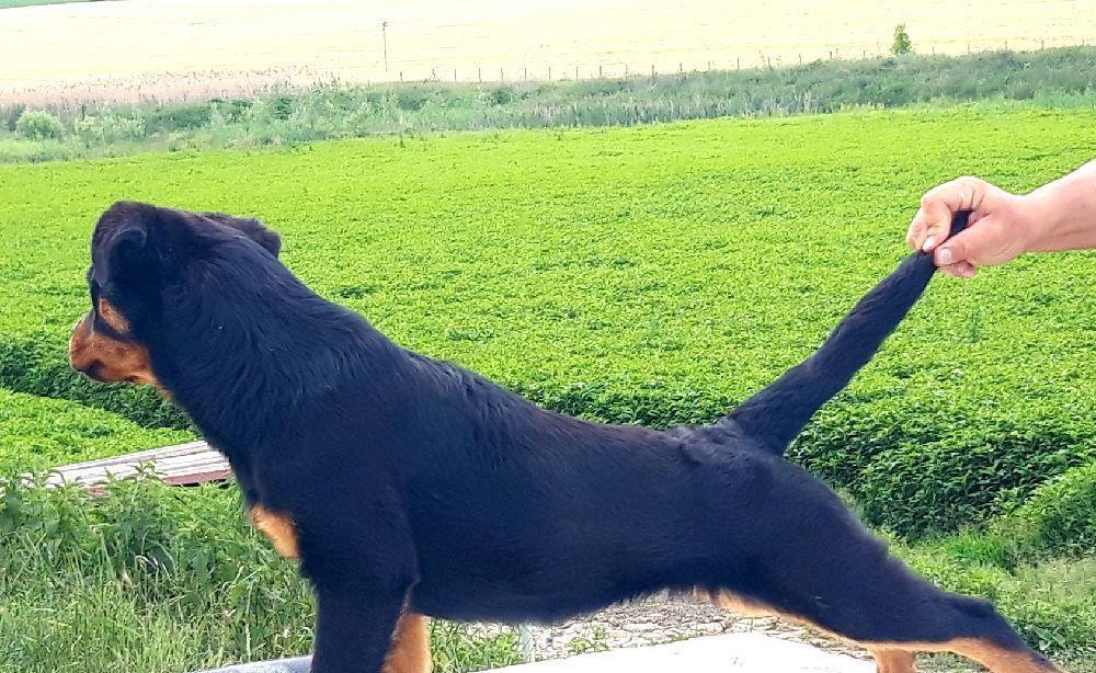 pui rottweiler femela