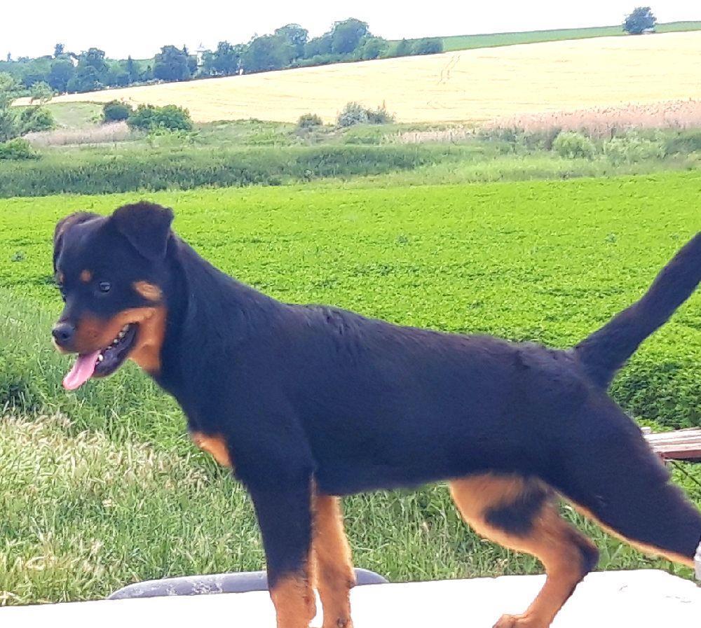 pui rottweiler femela