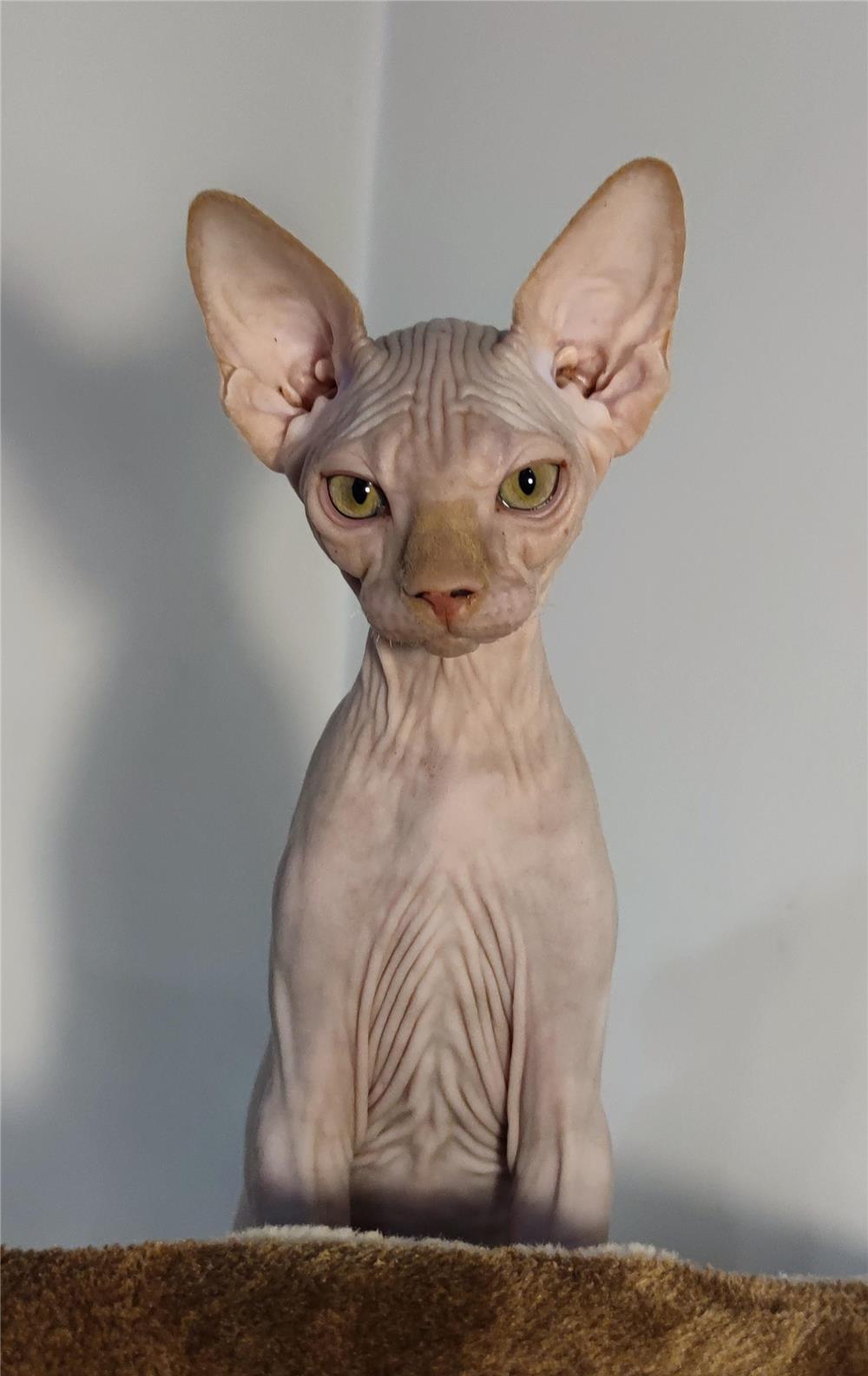 Pui sfinx cu pedigree