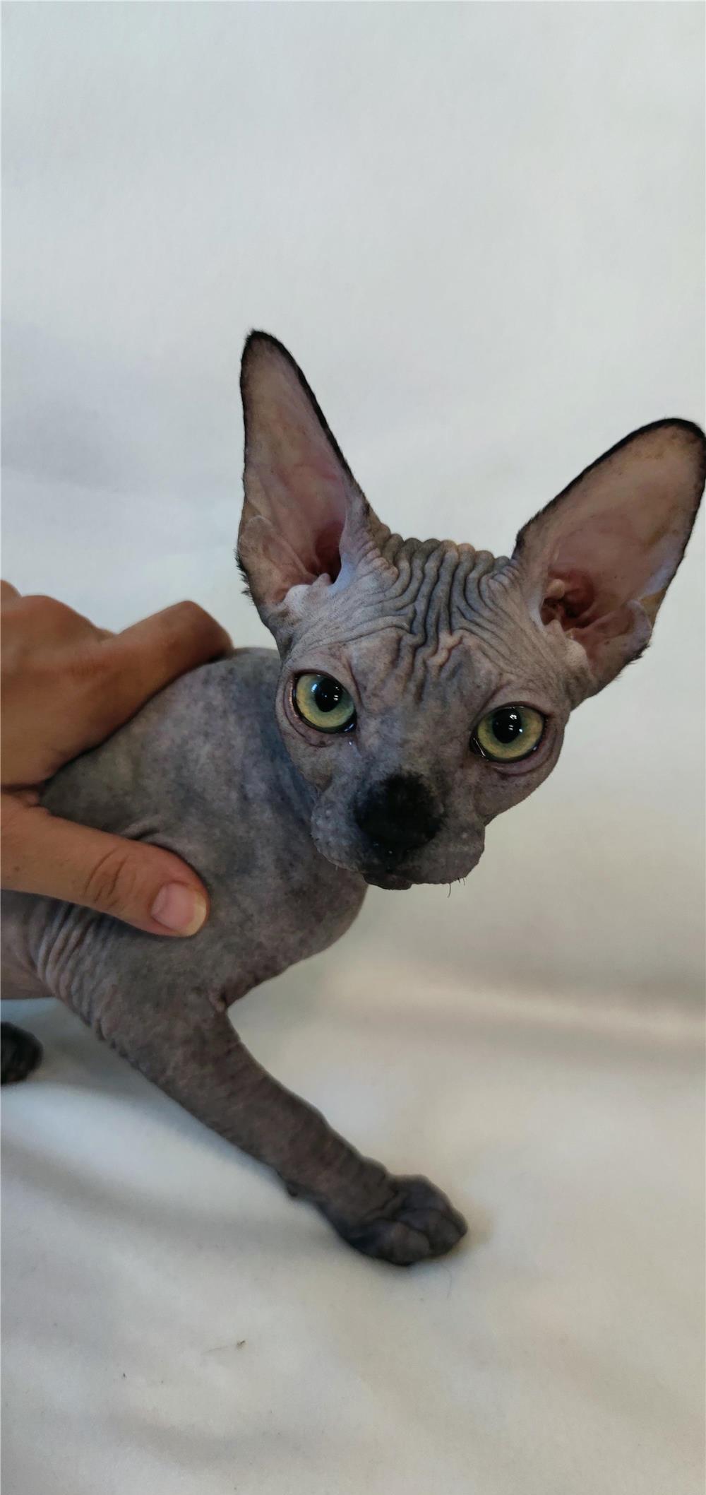 Pui sfinx cu pedigree