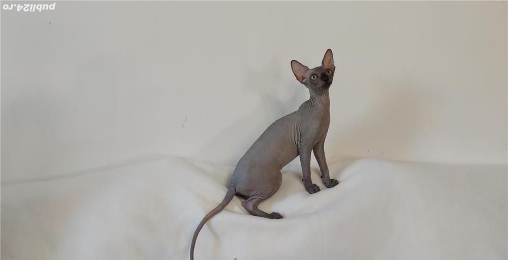 Pui sfinx cu pedigree