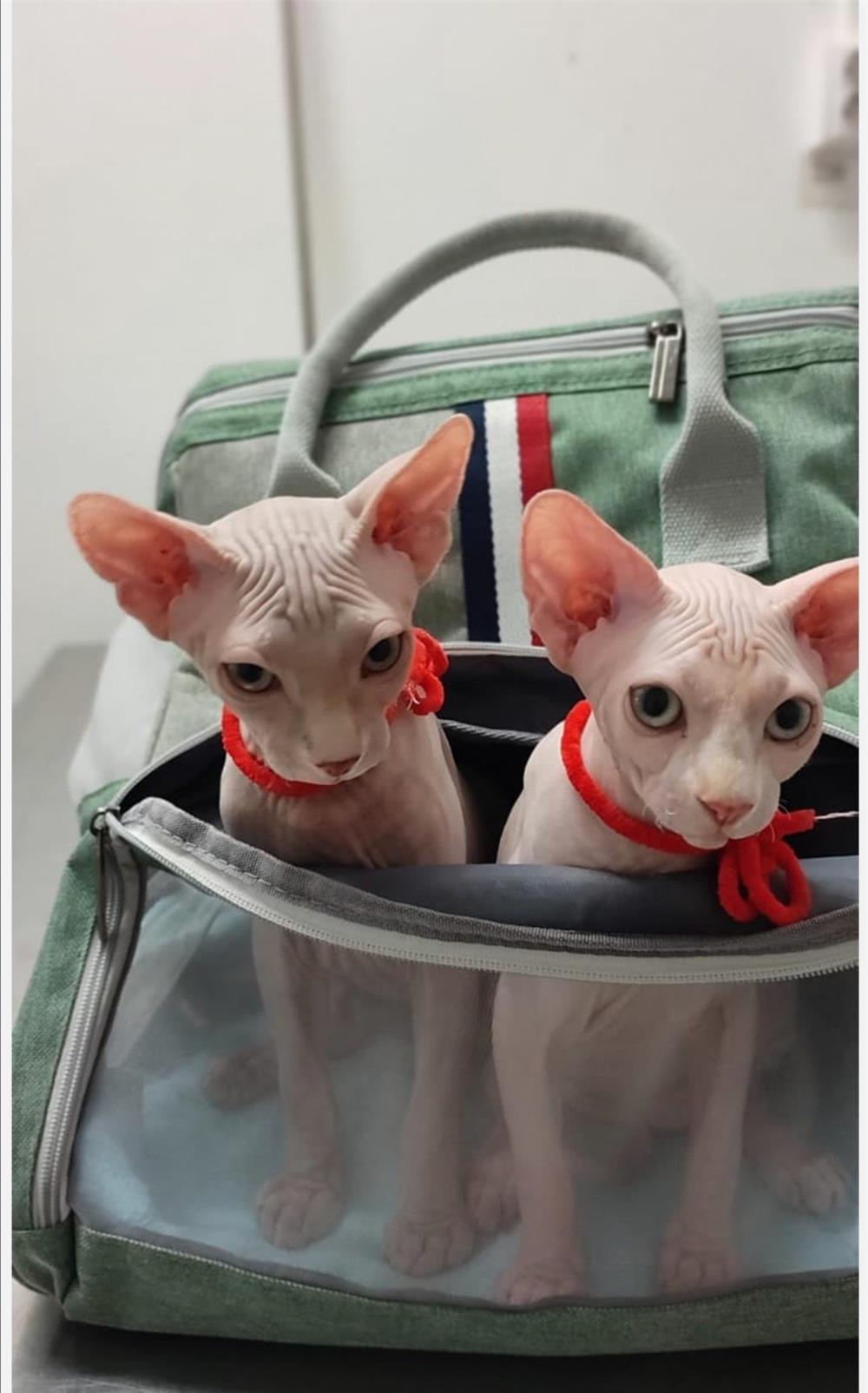 Pui sfinx/sphynx/sphinx