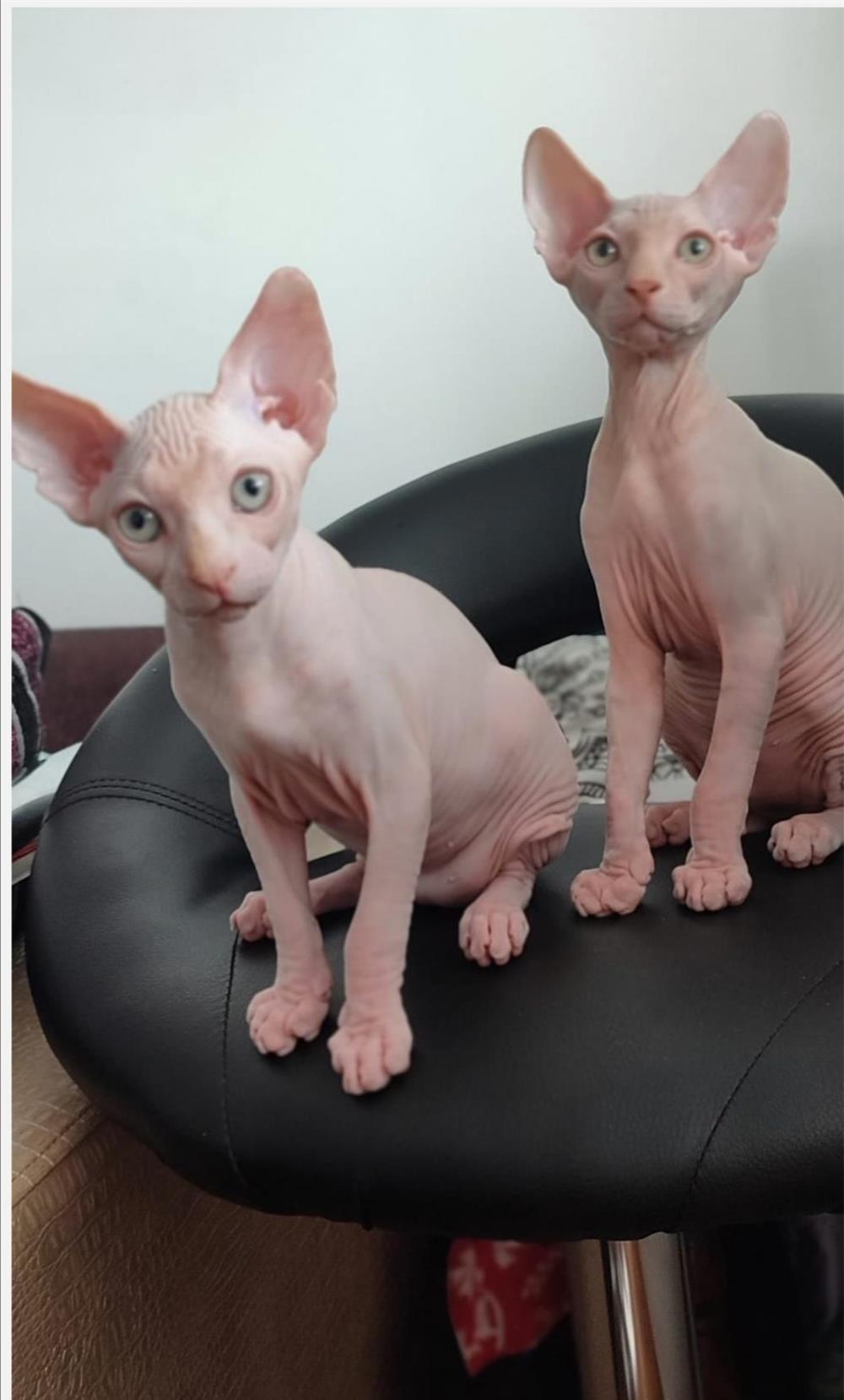 Pui sfinx/sphynx/sphinx