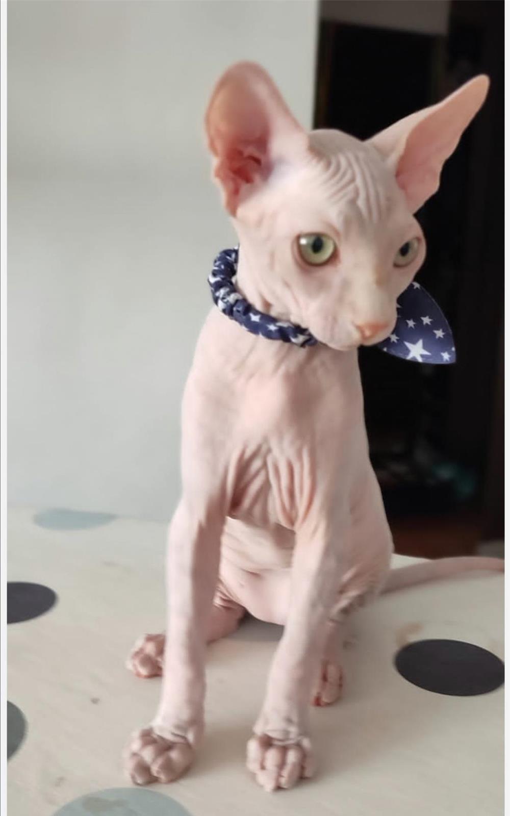 Pui sfinx/sphynx/sphinx