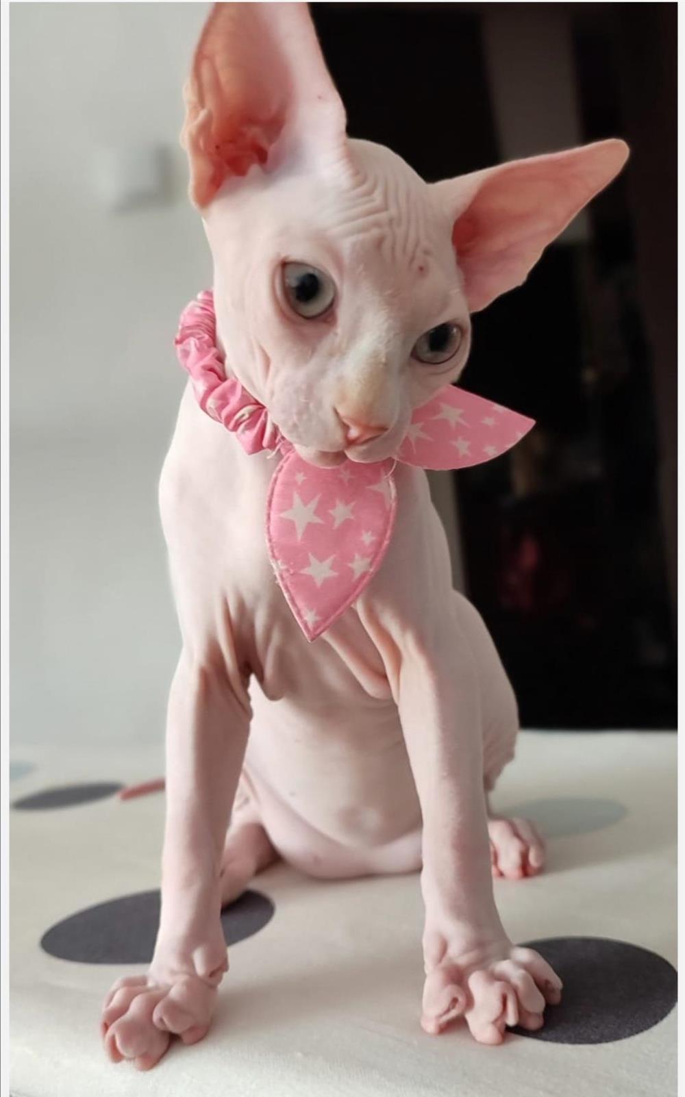 Pui sfinx/sphynx/sphinx