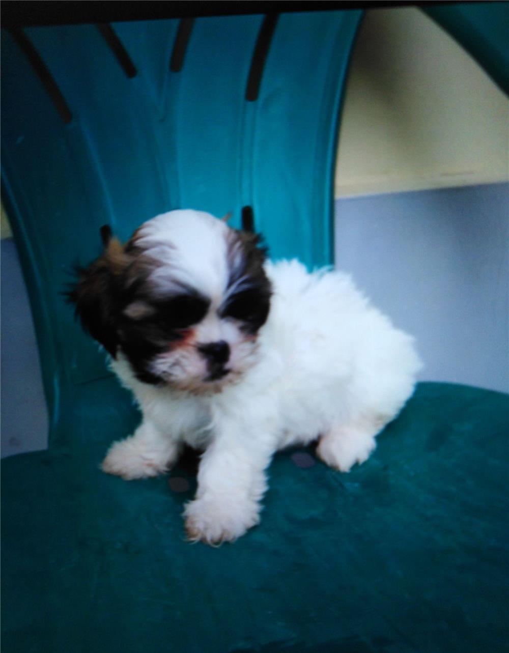 Pui shih tzu  2 luni