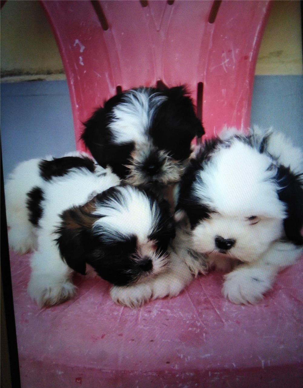Pui shih tzu  2 luni