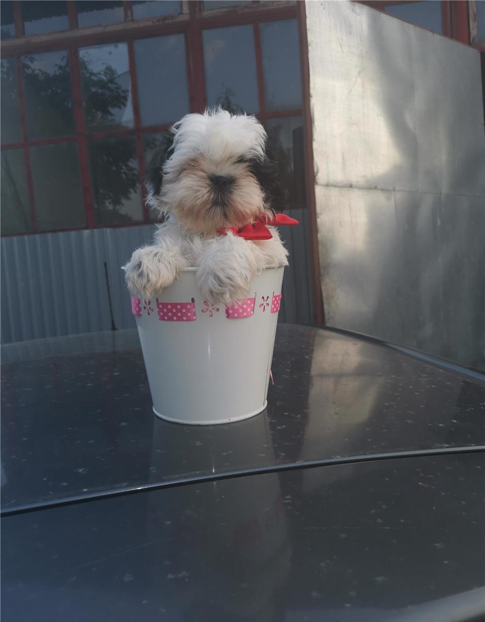 Pui Shih tzu talie mica