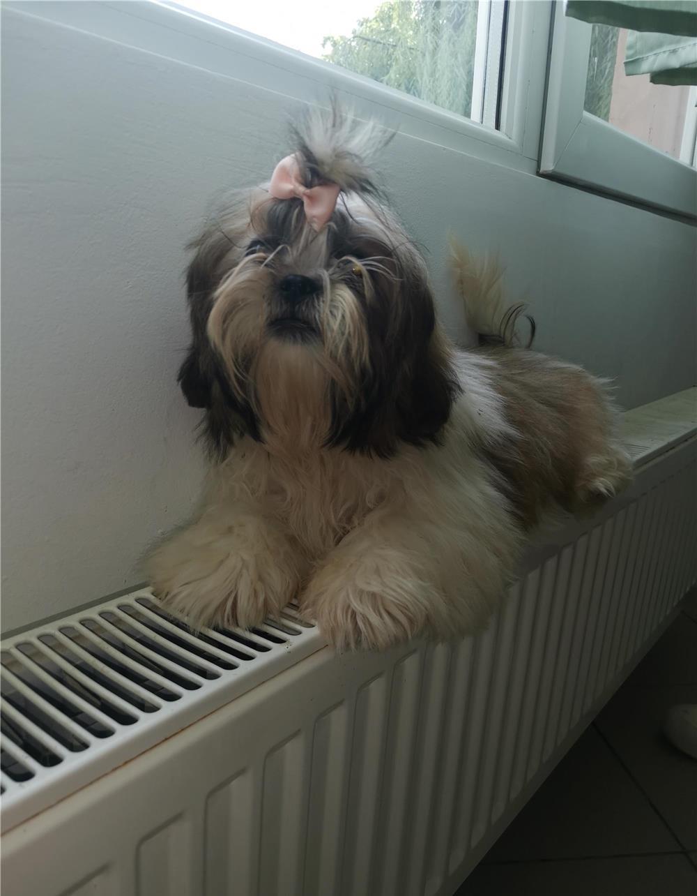 Pui Shih tzu talie mica