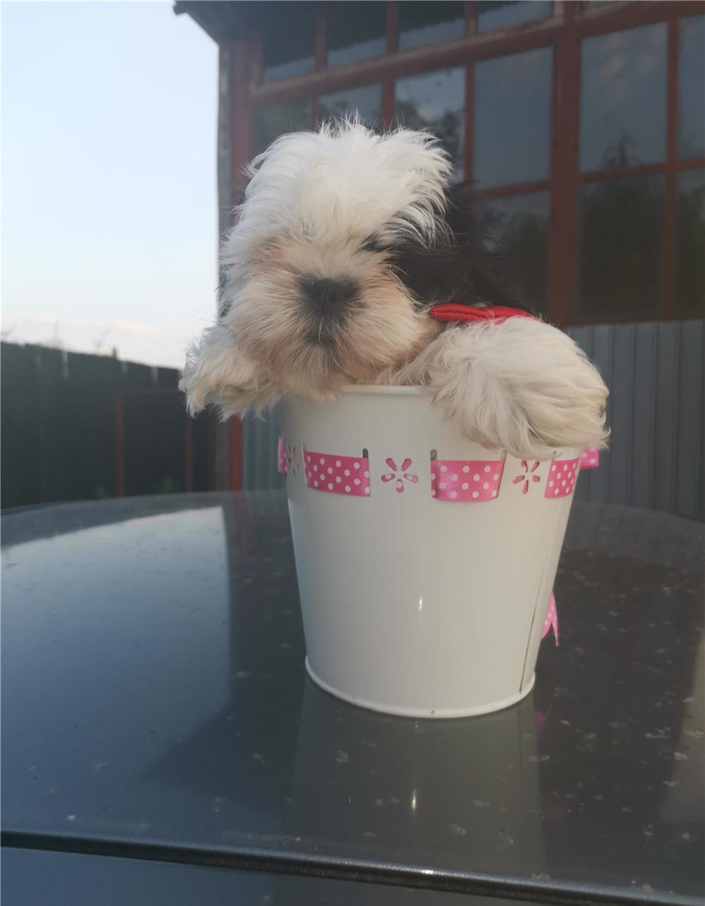 Pui Shih tzu talie mica