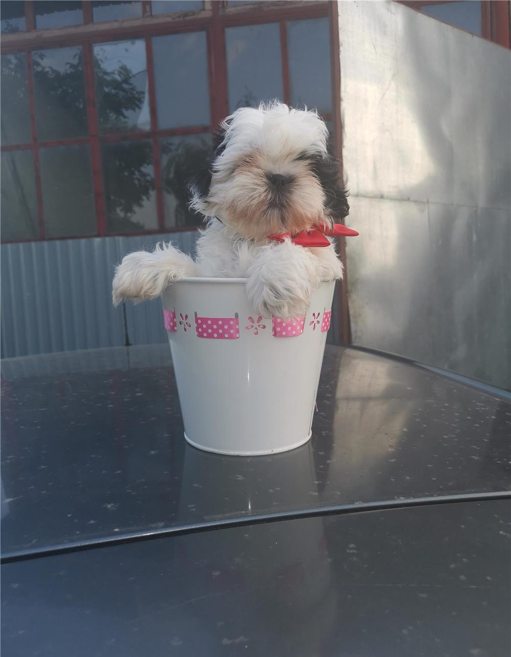 Pui Shih tzu talie mica