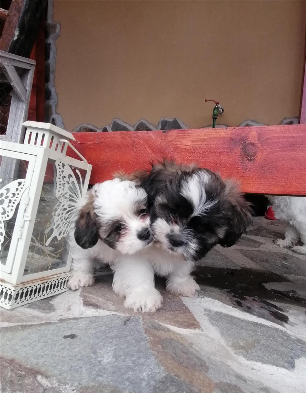 Pui Shih Tzu toy