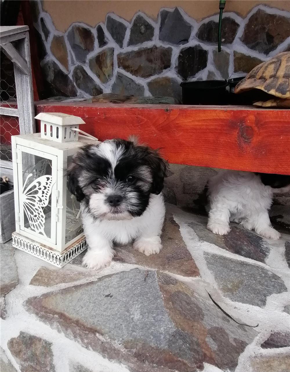 Pui Shih Tzu toy